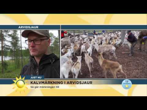 Den stora kalvmärkningen i Arvidsjaur är igång - Nyhetsmorgon (TV4)