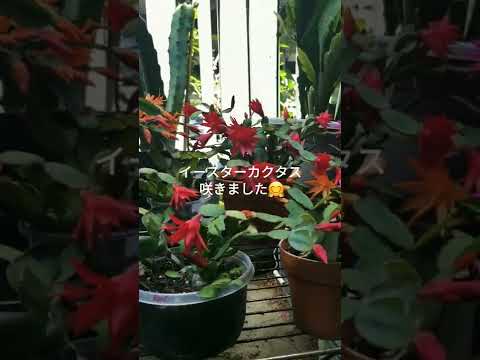 イースターサボテンの花を咲かせるにはどうすればよいですか?春の見事な開花のために今すぐ実践すべき3つのヒント  庭園