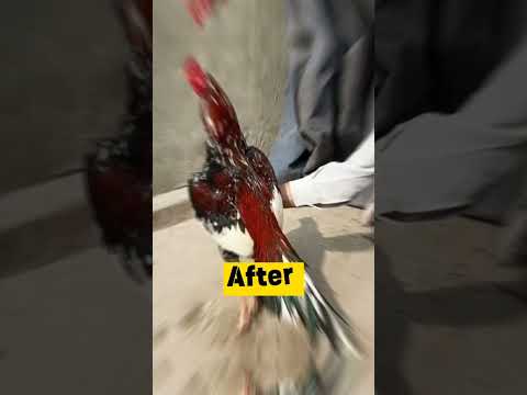 @#puliya aseel murga#viral shots#speed Shorts#😱💯😱