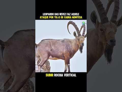 Leopardo das neves faz ataque #animais #curiosidades #humor #leopardo #natureza #shorts
