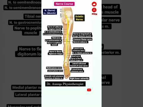 #sciatica #nerve #anatomy #physiotherapy @dr.aneeqaphysiotherapist571