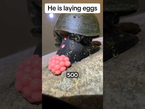 Why These Eggs Must Be Destroyed (@apple.snail.eggs.asmr via TT)