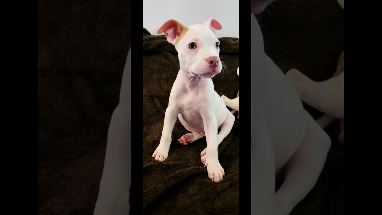 Piggy, a ADOPTABLE mixed breed in Metairie, LA video 1/6