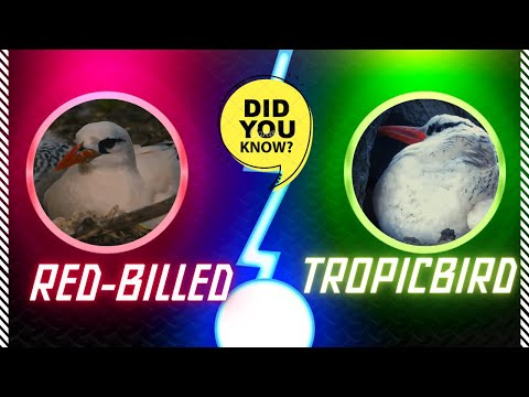 red-billed tropicbird facts