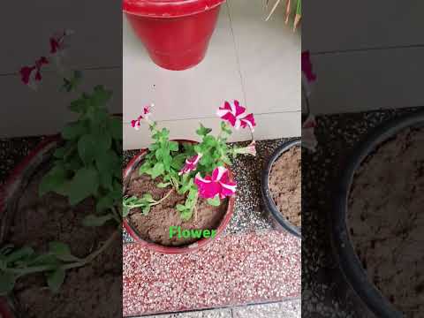 Cute Flowers #my home flower