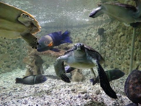 Аквариум (Египет, Хургада)