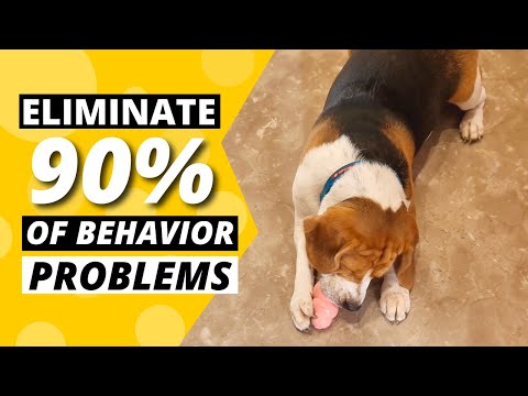 How to use a KONG Toy and Eliminate 90% Beagle Behavior Problems