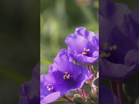 Purple: The Color Your Brain Invents and Why It Matters #psychology #history #fashion