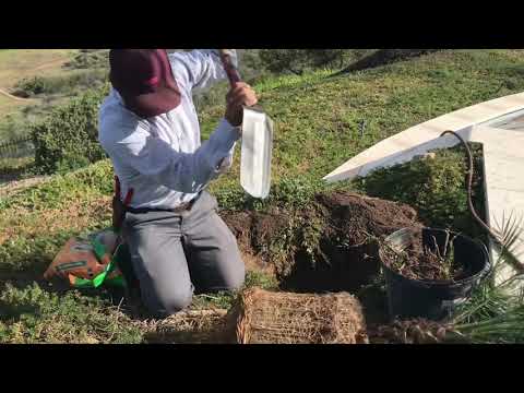 Como plantar una palma o robellini palm