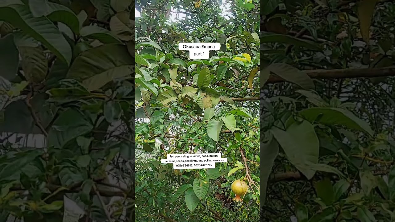 OKUSABA EMANA.PART 1. NALONGO ANITA