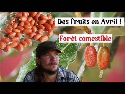 April Harvest: The Unknown Edible Shrub for Your Food Forest