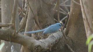 preview picture of video 'Elminie bleue Elminia longicauda African Blue-Flycatcher'