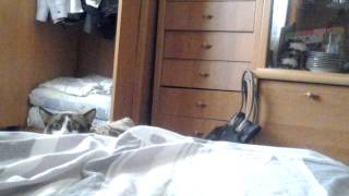 смешной котик.(funny cat)))))