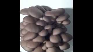Oyster Mushroom Time Lapse