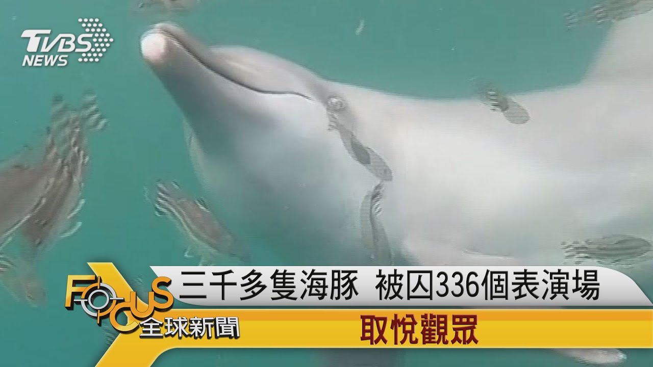 海豚表演=殘忍囚禁 昔訓練員花半生倡反對