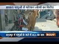 Rajasthan: Bharatpur people device unique way of protest against stray cattles