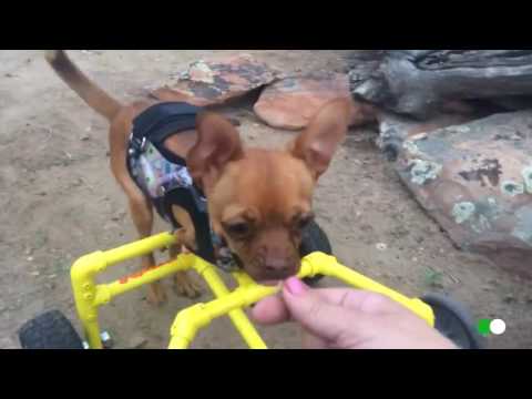 Narciso el perro chihuahua que nació sin sus patas delanteras corretea por la ciudad con sus prót