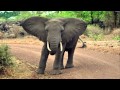 Elephant Trumpet SOUND Effect