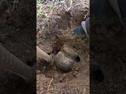 The Treasure I found...#gold #snake