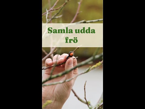Samla udda frö. Prova fröså Magnolia, Pion eller Funkia - Trädgårdshacks med GardenR