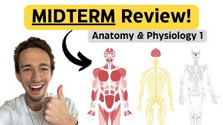 Ace Your A&P I Midterm! | Practice Questions + Step-by-Step Explanations