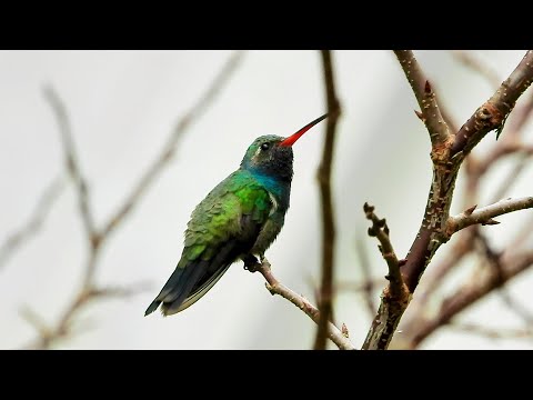 Broad-Billed Hummingbird - Pat O'Neil Bird ID's