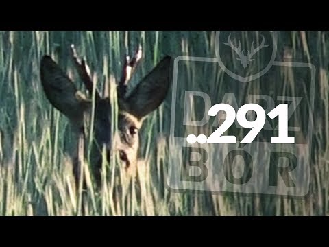 Darz Bór zapowiedź odcinka 291