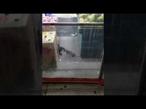 New York Rat Bullies Cat out of the Way || ViralHog