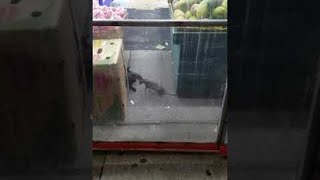 New York Rat Bullies Cat out of the Way || ViralHog