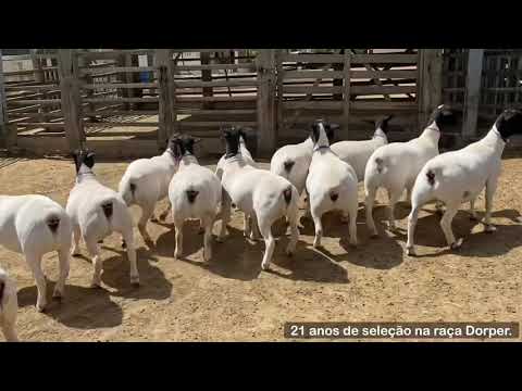 DORPER BURIÁ @DORPERBURIÁ - 74 99141 4579