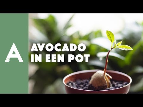 , title : 'Avocado in een pot - Een groener thuis! #33'