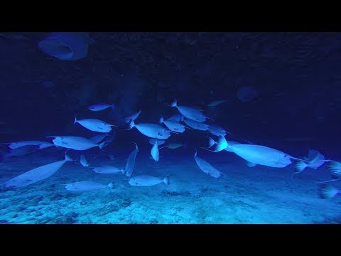 Sailing Admirer Season 2 ep 7 - Sailing to Diving Paradise