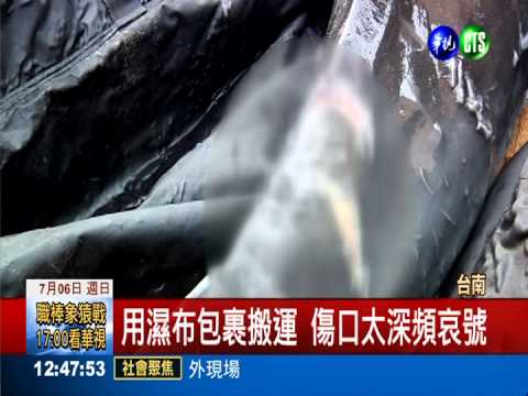 疑遭漁網割傷 海豚擱淺安平海灘