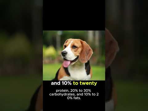 The Ultimate Guide to Feeding Your Beagle: A Nutrition Plan for a Healthy and Happy Dog #beagle