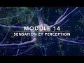 intégration sensorielle : récepteurs, somesthésie et douleur (cours 5)