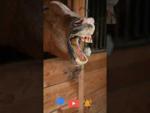 Sonido de Caballo | Caballo Relincho | Sonido Animal #Shorts