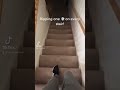 Ripping One On Every Stair Funny Meme Tiktok Short Comedy Fart