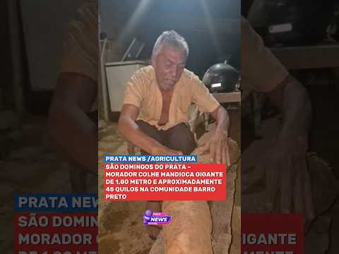 MANDIOCA GIGANTE DE 1,80 METRO SURPREENDE PRODUTOR EM SÃO DOMINGOS DO PRATA 😱