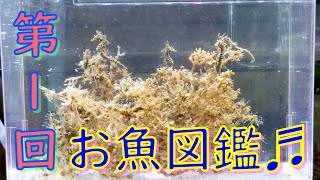 第1回　ゆるふわのお魚図鑑♬　記念すべき第1回は、あの超人気種から☆彡