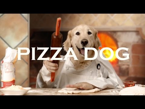 download lagu mp3 mp4 I Need A Pizza Dog, download lagu I Need A Pizza Dog gratis, unduh video klip I Need A Pizza Dog