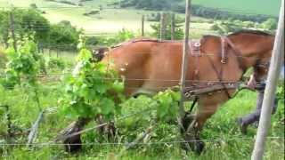 Organic vineyard maintenance with a horse in Canach