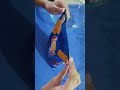 Lay S Chips India Magic Masala Rs 30 Shorts Youtubeshorts ChaitraVaishnavi