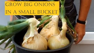 Grow Onions in Beds, plant the 