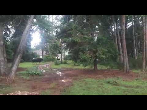 Indian gaur vs toda Buffalo 🐃.  A perfect chase! #indiangaur #bison #coonoor #wildlife #buffalo