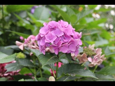 Hortensie selber ziehen | Hortensie vermehren | Hortensie  Bodensenker - NewWonder555