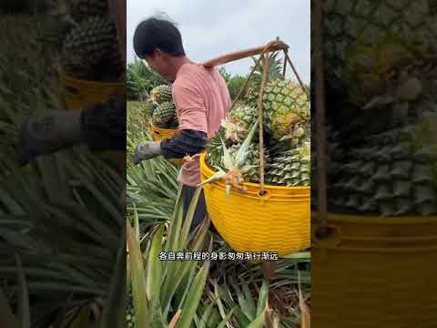 清明节应该回去祭祖扫墓，生活逼不得已#清明节 #打工人 #记录我的农村生活 #水果 #菠萝