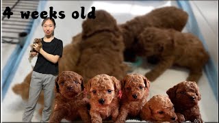 Separate from mom -4week old | 美国AKC/CKC双血统泰迪宝宝满月啦