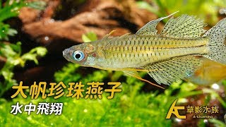 Re: [問題] 大帆珍珠燕子雄成魚不求偶，追趕其他魚??