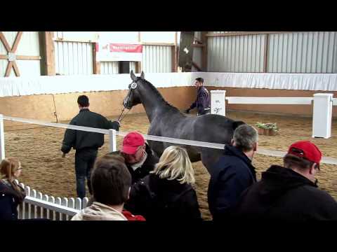 Cörnell-Ko - Cellestial x Kolibri