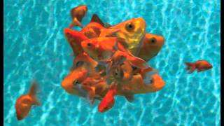 Goldfish Animation
